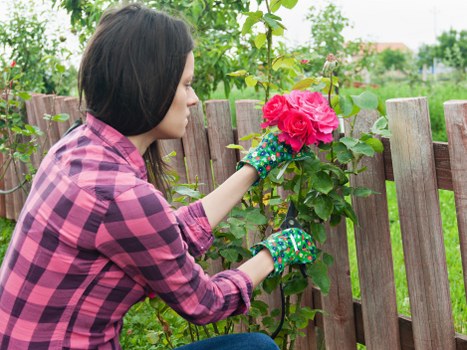 Seasonal planting ideas for Hanwell flower beds